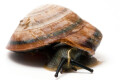 Pleurodonte marginella semiaperta Cuba adult